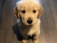 Bebek yüz golden retriever yavrular 2 aylık