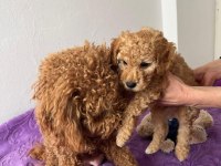 RED BROWN TOY POODLE YAVRU