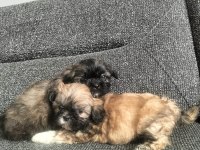 Shih Tzu 0 numara erkek yavrular