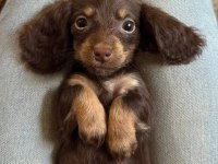 Longhair Eşsiz Güzellikte Dacshund (Sosis)