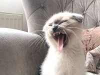 Scottish Fold Yavrularımıza Ömürlük Yuva Ariyoruz