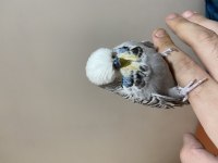 Show Jumbo Hazır Takım Muhabbet Kuşu