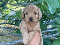 Orjinal ırk maltipoo yavrular sağlık garantili teslim