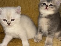 Safkan British Shorthair Kedisi