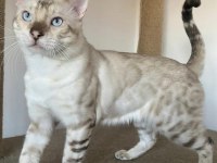 SAFKAN BENGAL KEDİLERİ