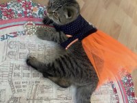 Ücretsiz 1,5 yaşında dişi scottish fold