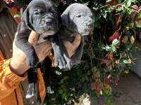 Safkan cane corso yavrular