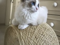 DÜNYALAR YAKIŞIKLISI PRENSİME RAGDOLL EŞ ARIYORUM