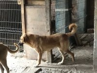 8 aylık kalın kemikli erkek kangal köpeği