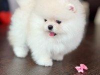 İnanılmaz güzellikte bembeyaz Pomeranian kızımız