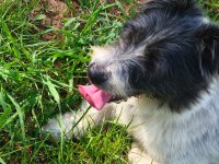 1 Yaşında Dişi Terrier Melezi