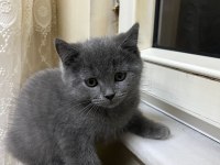 50 günlük british shorthair gri yavrularımız