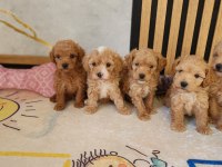 Mükemmel Güzellikteki Maltipoo Yavrularımız