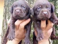 Labrador Yavru Köpeklerim