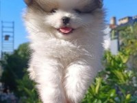 Pomeranian boo yavruları