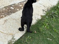 Cane Corso Safkan Yavru