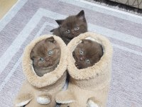 Scottish fold ve straight 2 aylık