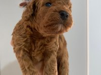 SÜPER KALİTE TOY POODLE YAVRULAR SAHİPLERİNİ BEKLİYOR