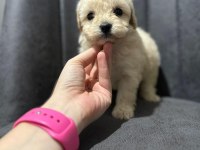 Her Renk Maltipoo Yavrumuzu Canlı Görebilirsiniz