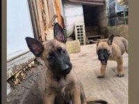 Belçika Kurdu Malinois Yavru
