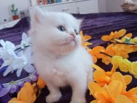 Chinchilla çinçila sarı ve beyaz yavrular safkan