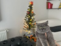 Ücretsiz Sahiplendirilicek Scottish Fold