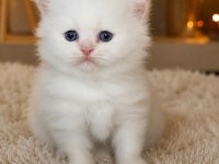 Persian Kediler