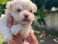 Maltese yavru minyatür boy