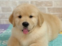 Evinizin neşesi golden bebişler her yere kapıda öde