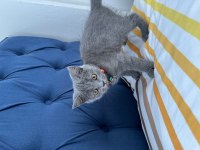 Fırtına gibi oyun kedisi