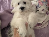 Enerjik Çok Tatlı Terrier Maltese