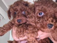 2 aylık erkek dişi poodle yavrular