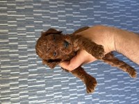 Ruhsatlı köpek çiftliğinden toy poodle yavrular