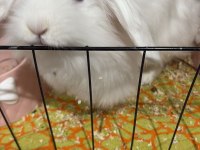 6 aylık hollanda lop tavşanı