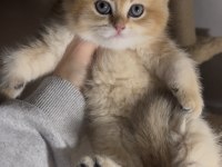 British Shorthair Golden Kardeşler Erkek