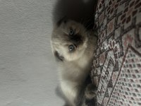 British Blue Point