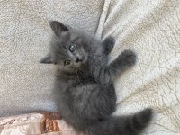 British shorthair yavrum
