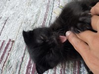 Nadir bulunan Brumo Black scottish fold