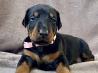 Safkan Doberman Yavruları – Şampiyon Kan Hattı