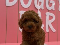 KIVIR KIVIR POODLE YAVRULARIM ÖMÜRLÜK AİLESİNİ ARIYOR