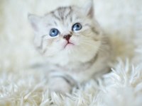 Plus Kalitede silver ns24 british shorthair