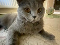British shorthair kedim yeni yuva arıyoruz