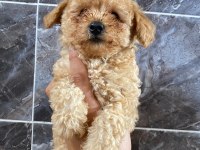 Orjinal maltipoo yavrular
