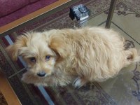 Maltipoo dişi yavru köpeğimiz