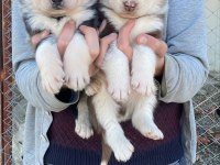 Sağlıklı husky yavrular
