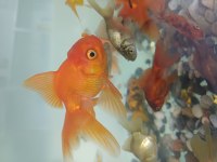Japon Balığı Pirana Petshop Görükle Nilüfer