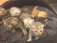 BRİTİSH KEDİLERİMİZ SATILIK HER RENK VAR YAVRU