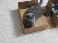 Dişi Kısır Scottish Fold Kızımız Ücretsiz