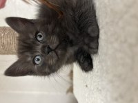 Maviş çok uysal yavru british shorthair