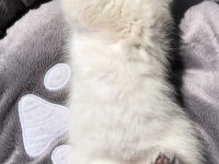 Scottish fold british blue point siyam